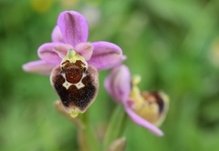 Ophrys × turiana