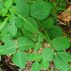 Amphicarpaea edgeworthii