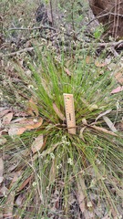Schoenus ericetorum
