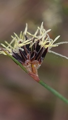 Schoenus ericetorum