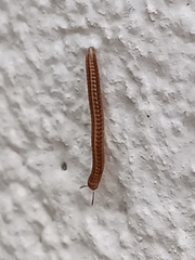 Brachyiulus