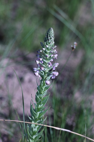 Image of Brachycorythis pubescens by (c) Mark Liptrot, some rights reserved (CC BY-SA)