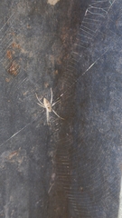 Argiope ocyaloides