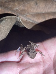 Oreobates quixensis