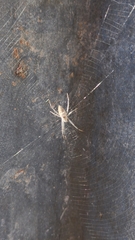 Argiope ocyaloides
