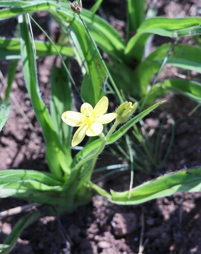 Hypoxis acuminata (Hypoxis acuminata)