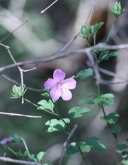 Hibiscus pedunculatus