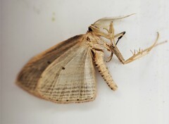 Epiphryne verriculata