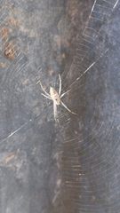 Argiope ocyaloides