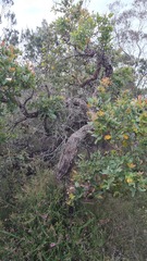 Angophora hispida