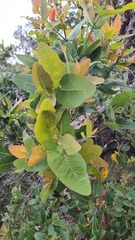 Angophora hispida