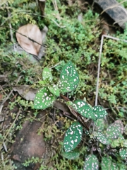 Hypoestes