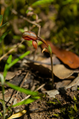 Pterostylis rufa