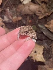 Oreobates quixensis