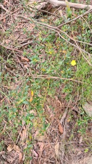 Hibbertia bracteata