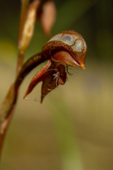 Pterostylis rufa