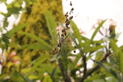 Trichonephila edulis