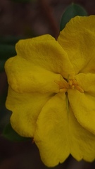 Hibbertia bracteata