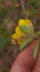 Hibbertia bracteata
