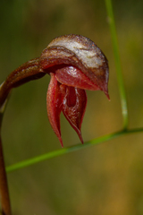 Pterostylis rufa