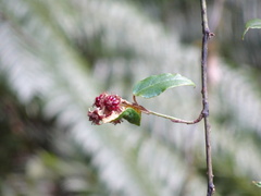 Rubus swinhoei