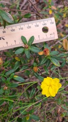 Hibbertia bracteata