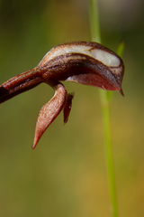 Pterostylis rufa