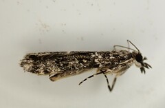 Eudonia philerga