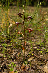 Pterostylis rufa