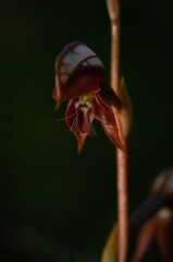 Pterostylis rufa
