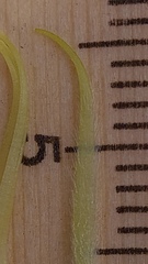 Phyllota grandiflora