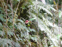 Rubus swinhoei