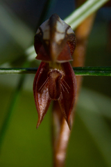 Pterostylis rufa