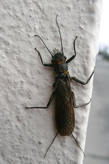 Perlodes microcephalus