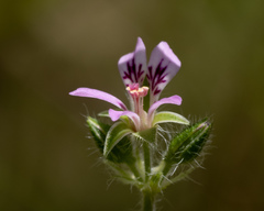 Pelargonium inodorum