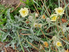 Andryala integrifolia