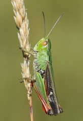 Stenobothrus lineatus