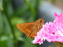 Cephrenes augiades