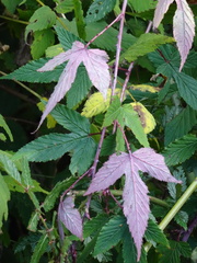 Rubus trianthus