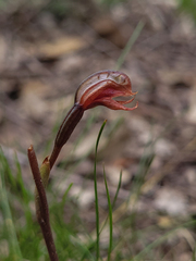 Pterostylis rufa