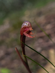 Pterostylis rufa