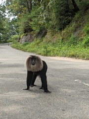 Macaca silenus