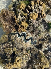 Tridacna