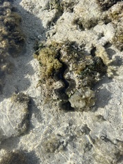 Tridacna