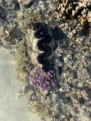 Tridacna