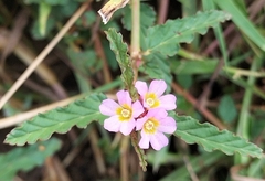 Melochia corchorifolia
