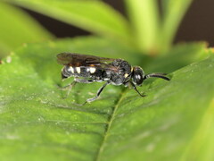 Nysson trimaculatus