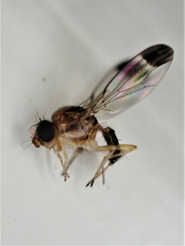 Maorina gourlayi