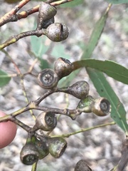 Eucalyptus bosistoana
