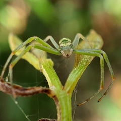 Cetratus circumlitus